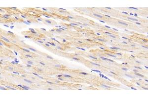 Detection of MAOA in Rat Cardiac Muscle Tissue using Polyclonal Antibody to Monoamine Oxidase A (MAOA)