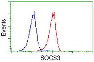 Image no. 2 for anti-Suppressor of Cytokine Signaling 3 (SOCS3) antibody (ABIN1501059) (SOCS3 antibody)