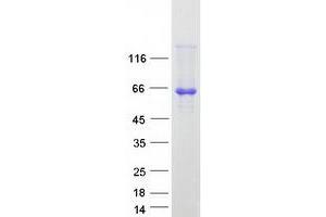 Poly-U Binding Splicing Factor 60KDa (PUF60) (Transcript Variant 2) protein (Myc-DYKDDDDK Tag)