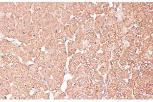 Immunohistochemistry of paraffin-embedded Rat heart using FRMD6 Polyclonal Antibody at dilution of 1:100 (40x lens). (FRMD6 antibody)