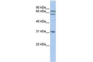 Image no. 1 for anti-Gephyrin (GPHN) (AA 396-445) antibody (ABIN6741118) (Gephyrin antibody  (AA 396-445))