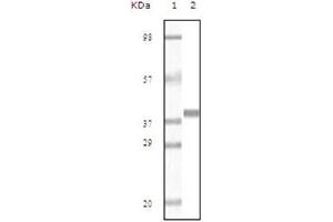 Western Blotting (WB) image for anti-Myoglobin (MB) antibody (ABIN1108360) (Myoglobin antibody)