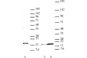 Western blot of Histone H2A. (H2AFJ antibody  (AA 122-129))