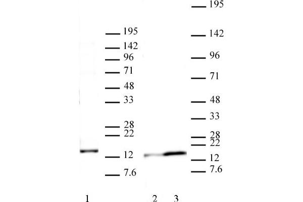 H2AFJ anticorps  (AA 122-129)