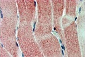 ABIN185191 (2. (SIRT4 antibody  (C-Term))