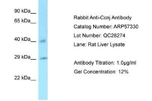 Western Blotting (WB) image for anti-Cyclin J (CCNJ) (C-Term) antibody (ABIN970311) (Cyclin J antibody  (C-Term))