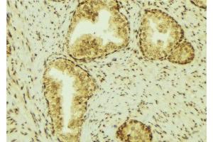 ABIN6277077 at 1/100 staining Mouse colon tissue by IHC-P. (Lipocalin 2 antibody  (Internal Region))