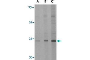 Western blot analysis of EDA2R in 293 cell lysate with EDA2R polyclonal antibody  at (A) 0. (Ectodysplasin A2 Receptor antibody)