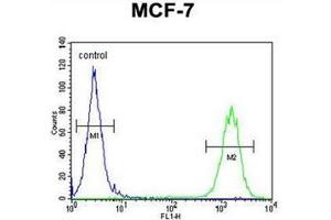 Flow cytometric analysis of MCF-7 cells using CTDSPL2 Antibody (N-term) Cat. (CTDSPL2 antibody  (N-Term))