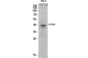 Western Blot analysis of various cells using Phospho-p38 (T180/Y182) Polyclonal Antibody diluted at 1:1000. (MAPK14 antibody  (pThr180))