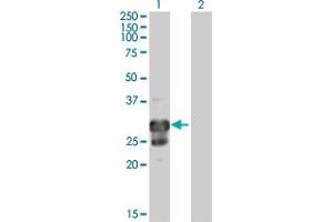 Western Blot analysis of TPPP expression in transfected 293T cell line by TPPP MaxPab polyclonal antibody. (Tppp antibody  (AA 1-219))