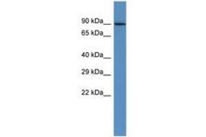 Image no. 1 for anti-Heat Shock Protein 90kDa alpha (Cytosolic), Class A Member 1 (HSP90AA1) (AA 103-152) antibody (ABIN6746023)