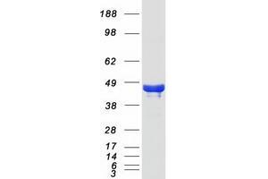 Western Blotting (WB) image for Phytanoyl-CoA 2-Hydroxylase Interacting Protein-Like (PHYHIPL) (Transcript Variant 1) protein (Myc-DYKDDDDK Tag) (ABIN2728874)