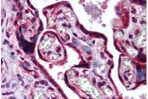 Human Placenta (formalin-fixed, paraffin-embedded) stained with MAF antibody ABIN290248 at 10 ug/ml followed by biotinylated goat anti-rabbit IgG secondary antibody ABIN481713, alkaline phosphatase-streptavidin and chromogen. (MAF antibody  (AA 50-100))