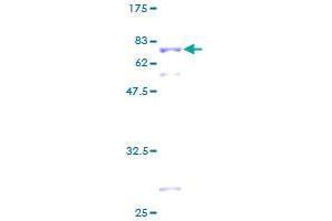 SEPHS1 Protein (AA 1-392) (GST tag)