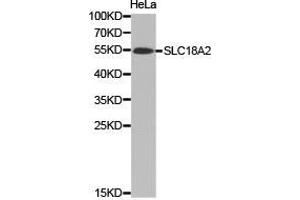 Western Blotting (WB) image for anti-Solute Carrier Family 18 (Vesicular Monoamine Transporter), Member 2 (SLC18A2) antibody (ABIN1874806)