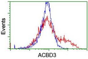 HEK293T cells transfected with either RC208434 overexpress plasmid (Red) or empty vector control plasmid (Blue) were immunostained by anti-ACBD3 antibody (ABIN2455886), and then analyzed by flow cytometry. (ACBD3 antibody)