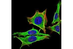 Immunofluorescence analysis of Hela cells using PRL mouse mAb (green).