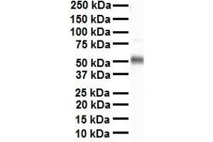 WB Suggested Anti-TEAD4 antibody Titration: 1 ug/mL Sample Type: Human heart (TEAD4 antibody  (N-Term))