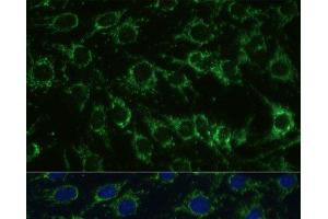 Immunofluorescence (IF) image for anti-Glutamate Dehydrogenase 1 (GLUD1) antibody (ABIN7263621)