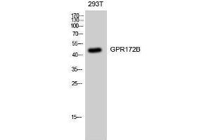 Western Blotting (WB) image for anti-G Protein-Coupled Receptor 172B (GPR172B) (Internal Region) antibody (ABIN3184876) (GPR172B antibody  (Internal Region))