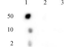 C17orf96 phospho Ser15 antibody (pAb) tested by dot blot analysis. (C17ORF96 antibody  (pSer15))