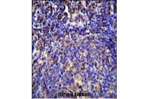 S100A4 Antibody (N-term) (ABIN655727 and ABIN2845174) immunohistochemistry analysis in formalin fixed and paraffin embedded human tonsil tissue followed by peroxidase conjugation of the secondary antibody and DAB staining. (s100a4 antibody  (N-Term))