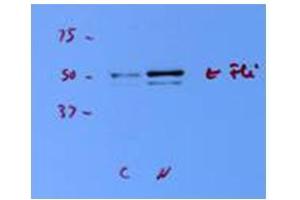 Western Blotting (WB) image for anti-Friend Leukemia Virus Integration 1 (FLI1) (N-Term) antibody (ABIN2780392)