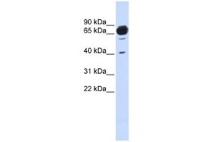 MAN1A2 antibody used at 1 ug/ml to detect target protein. (MAN1A2 antibody  (Middle Region))