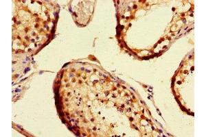 Immunohistochemistry of paraffin-embedded human testis tissue using ABIN7160045 at dilution of 1:100 (ASK1 antibody  (AA 363-431))