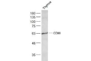 Mouse thymus lysates probed with CD80 Polyclonal Antibody, Unconjugated  at 1:300 dilution and 4˚C overnight incubation. (CD80 antibody  (AA 1-100))