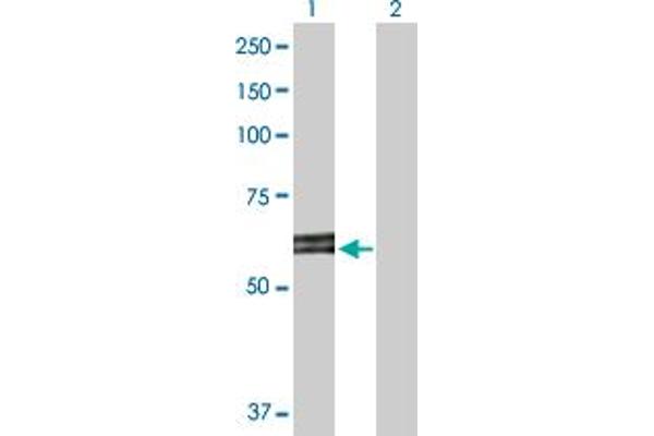 ABI2 antibody  (AA 1-475)