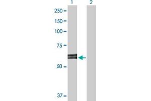 Western Blot analysis of ABI2 expression in transfected 293T cell line by ABI2 MaxPab polyclonal antibody.