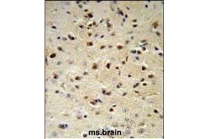 YWHAZ Antibody (Center) (ABIN652428 and ABIN2842220) IHC analysis in formalin fixed and paraffin embedded mouse brain followed by peroxidase conjugation of the secondary antibody and DAB staining. (14-3-3 zeta antibody  (AA 65-93))