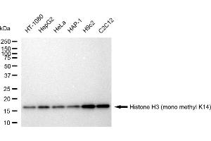 Western blotting analysis using Histone H3 (mono methyl K14) antibody (ABIN7798958).
