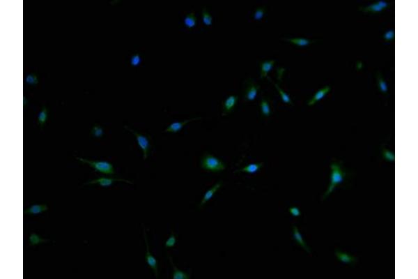 C3orf38 antibody  (AA 80-329)