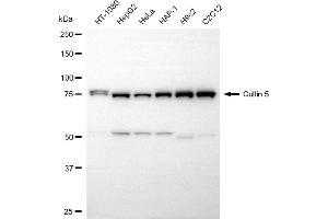 Western blotting analysis using cullin 5 antibody (ABIN7798181).