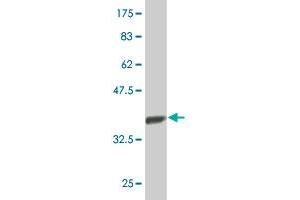 COASY antibody  (AA 461-564)