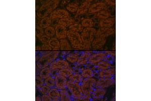 Immunofluorescence analysis of mouse kidney cells using B Rabbit pAb (ABIN7265880) at dilution of 1:100 (40x lens). (BACE2 antibody  (AA 240-470))