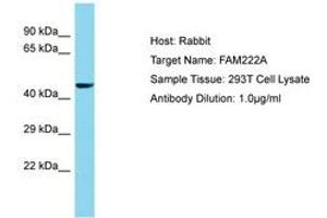 Image no. 1 for anti-Family with Sequence Similarity 222, Member A (FAM222A) (AA 76-125) antibody (ABIN6750710) (FAM222A antibody  (AA 76-125))