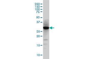 HNMT monoclonal antibody (M03), clone 3G12 Western Blot analysis of HNMT expression in HeLa . (HNMT antibody  (AA 184-292))
