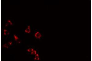 ABIN6274528 staining RAW264. (DUSL2 antibody  (C-Term))