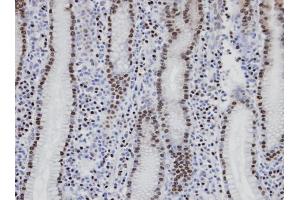 IHC-P Image Immunohistochemical analysis of paraffin-embedded human normal gastric epithelium (gland), using NANS, antibody at 1:100 dilution. (NANS antibody  (Center))