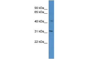 OR1G1 antibody  (C-Term)