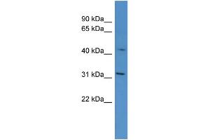 WB Suggested Anti-OR1G1 Antibody Titration: 0. (OR1G1 antibody  (C-Term))