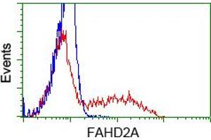 Image no. 1 for anti-Fumarylacetoacetate Hydrolase Domain Containing 2A (FAHD2A) antibody (ABIN1498181) (FAHD2A antibody)