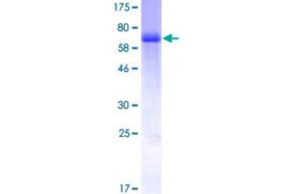 RCN2 Protein (AA 24-317) (GST tag)