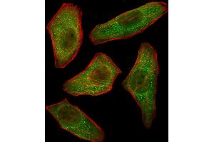 Fluorescent image of U251 cells stained with PIK3R3 Antibody . (PIK3R3 antibody  (C-Term))