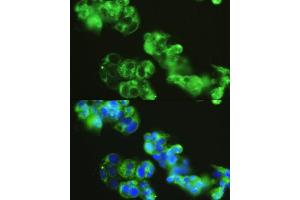 Immunofluorescence analysis of HepG2 cells using GOLG antibody (4688) at dilution of 1:150. (GOLGA1 antibody  (AA 1-300))
