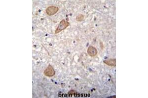 CNIH2 Antibody (N-term) immunohistochemistry analysis in formalin fixed and paraffin embedded human brain tissue followed by peroxidase conjugation of the secondary antibody and DAB staining.
